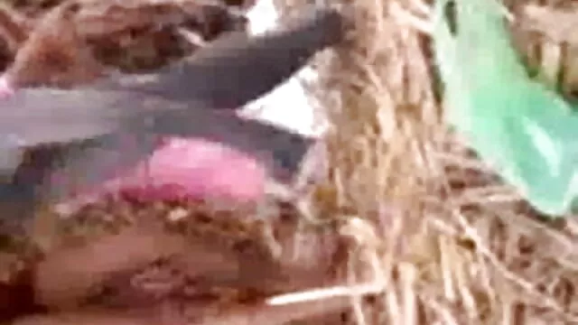 হাতের কাজ, দুর্দশা বাংলা দেশি xxx ভিডিও